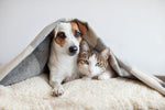 Boosting your Cat and Dog’s Immunity During the Coronavirus Pandemic