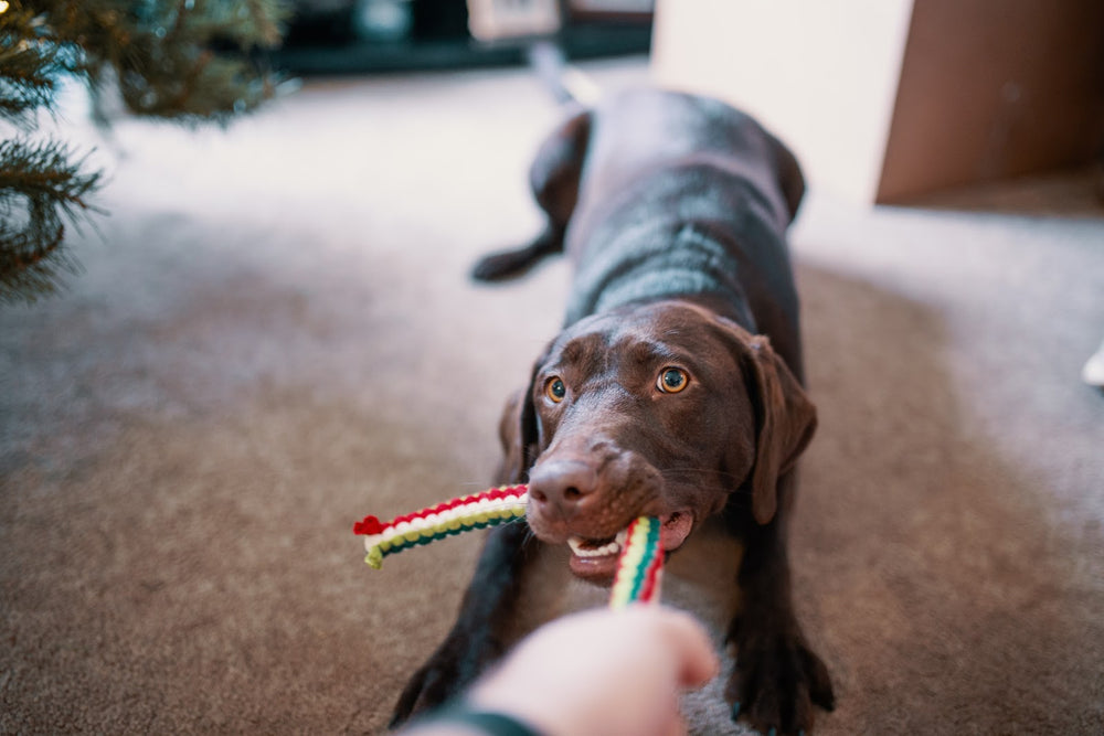 How to pick safe toys for your pet